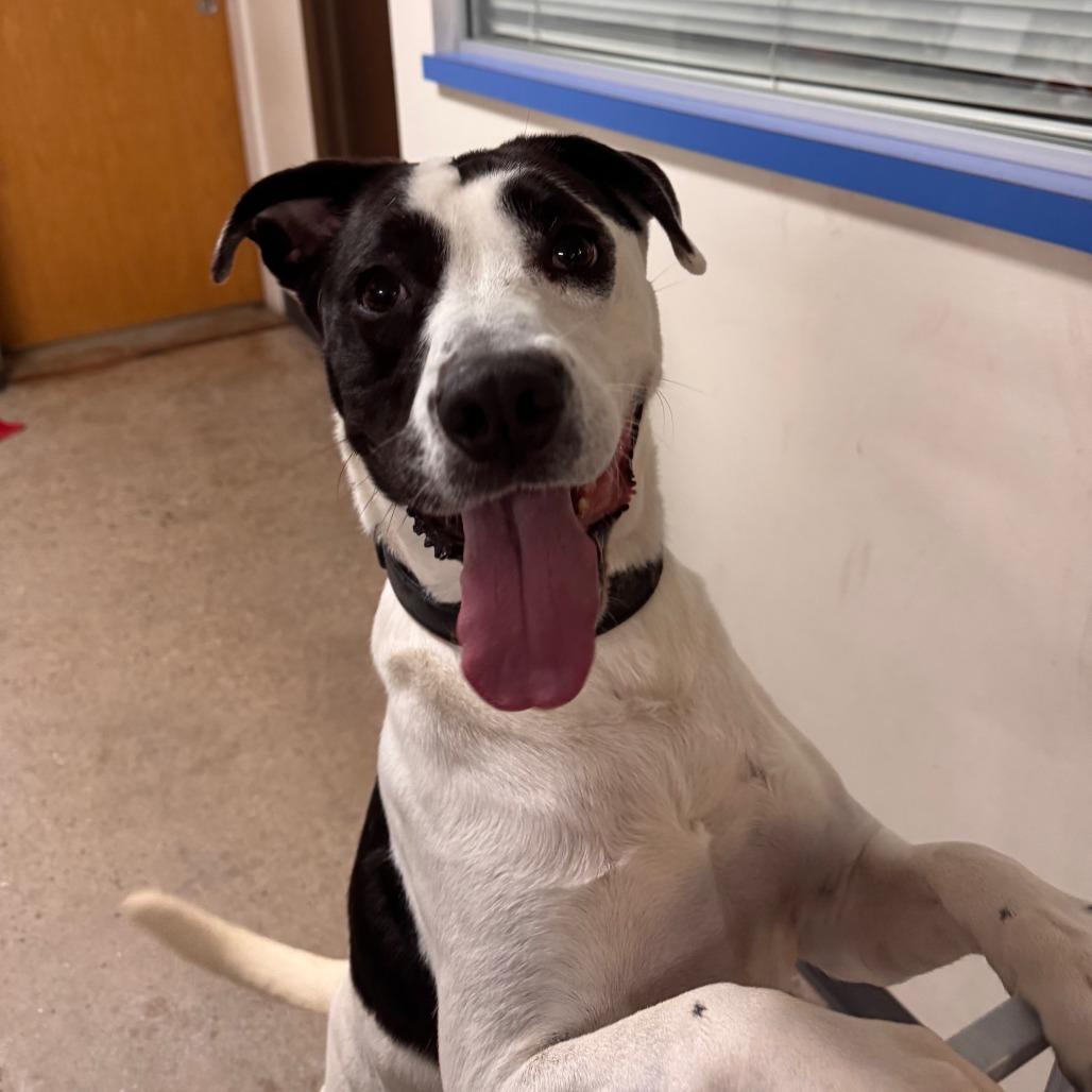 Edison, a Adoptable Mixed Breed in Rossville, GA image 6/6