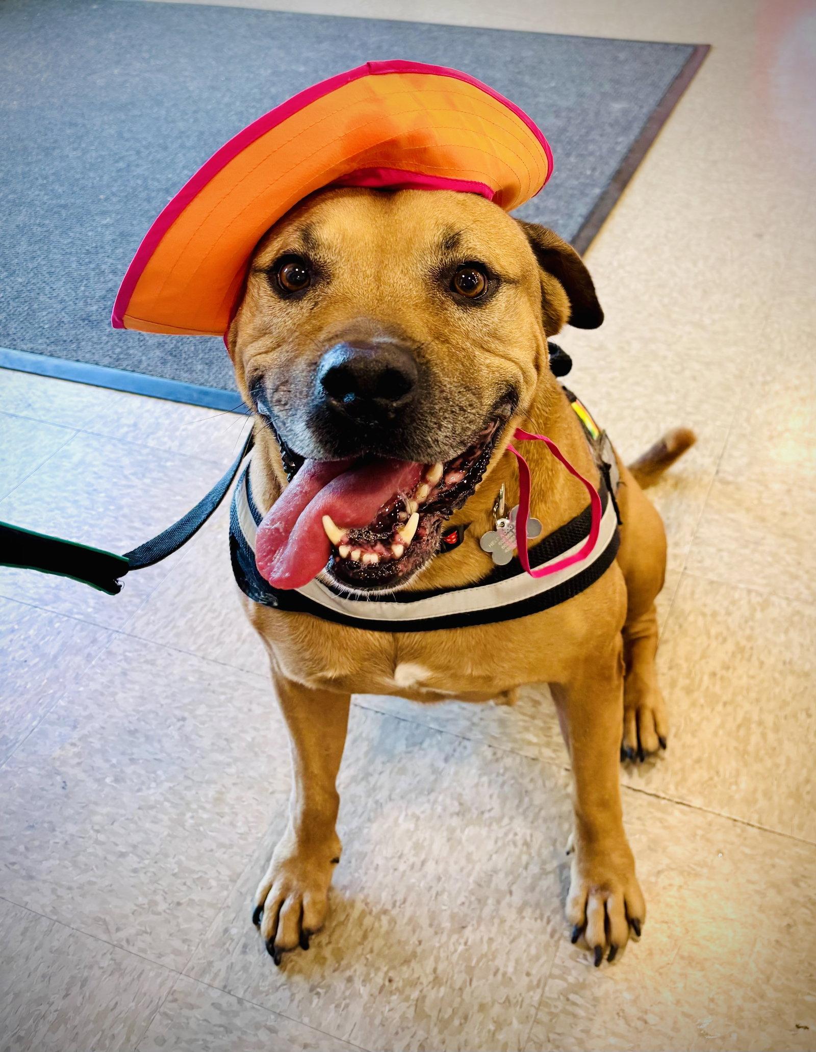 Champ the family dog!, Adoptable, Adult Male American Staffordshire Terrier & American Bulldog.