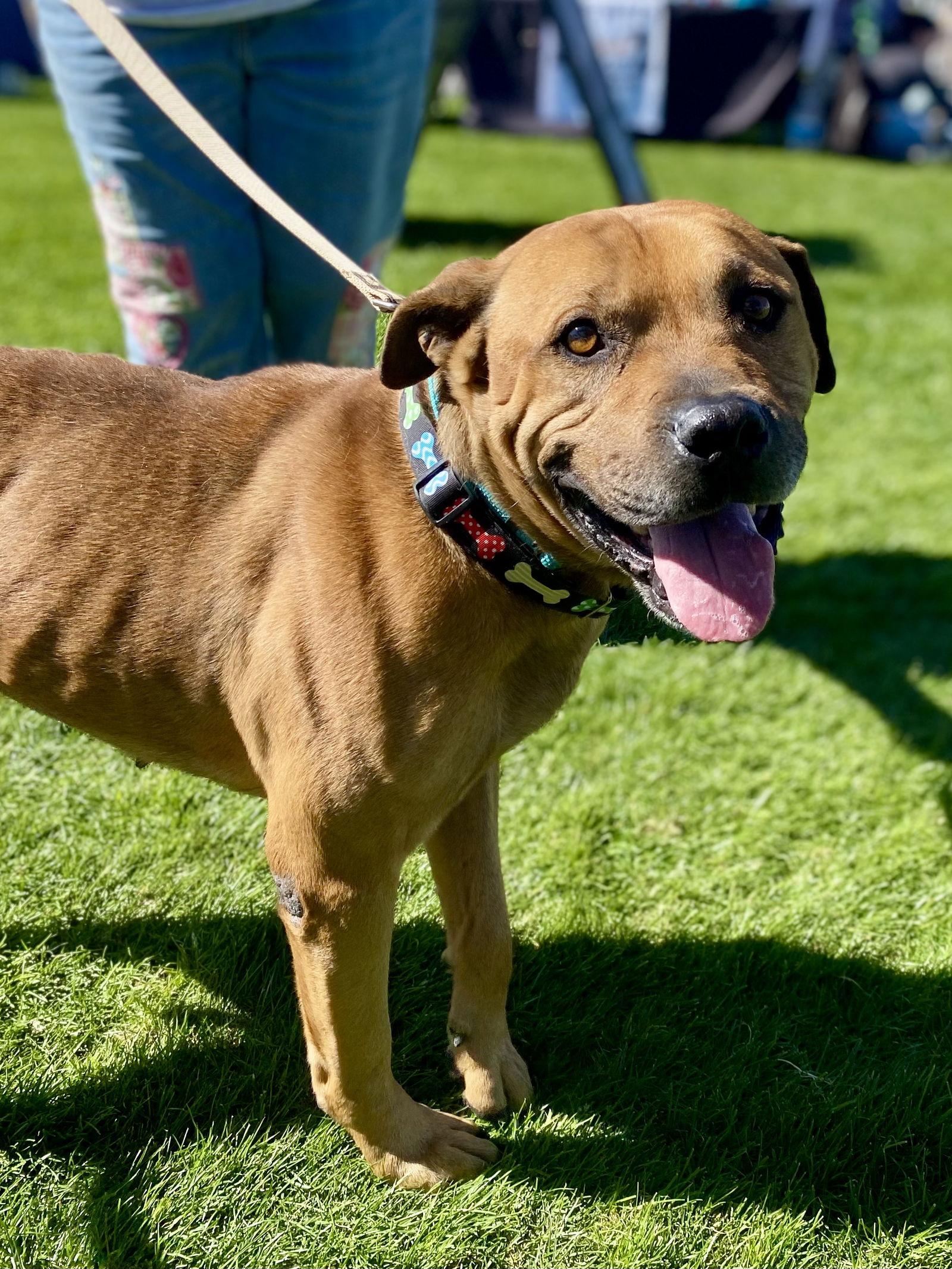 Enlarge Champ, a Adoptable mixed breed in Glendale, AZ image 1/3