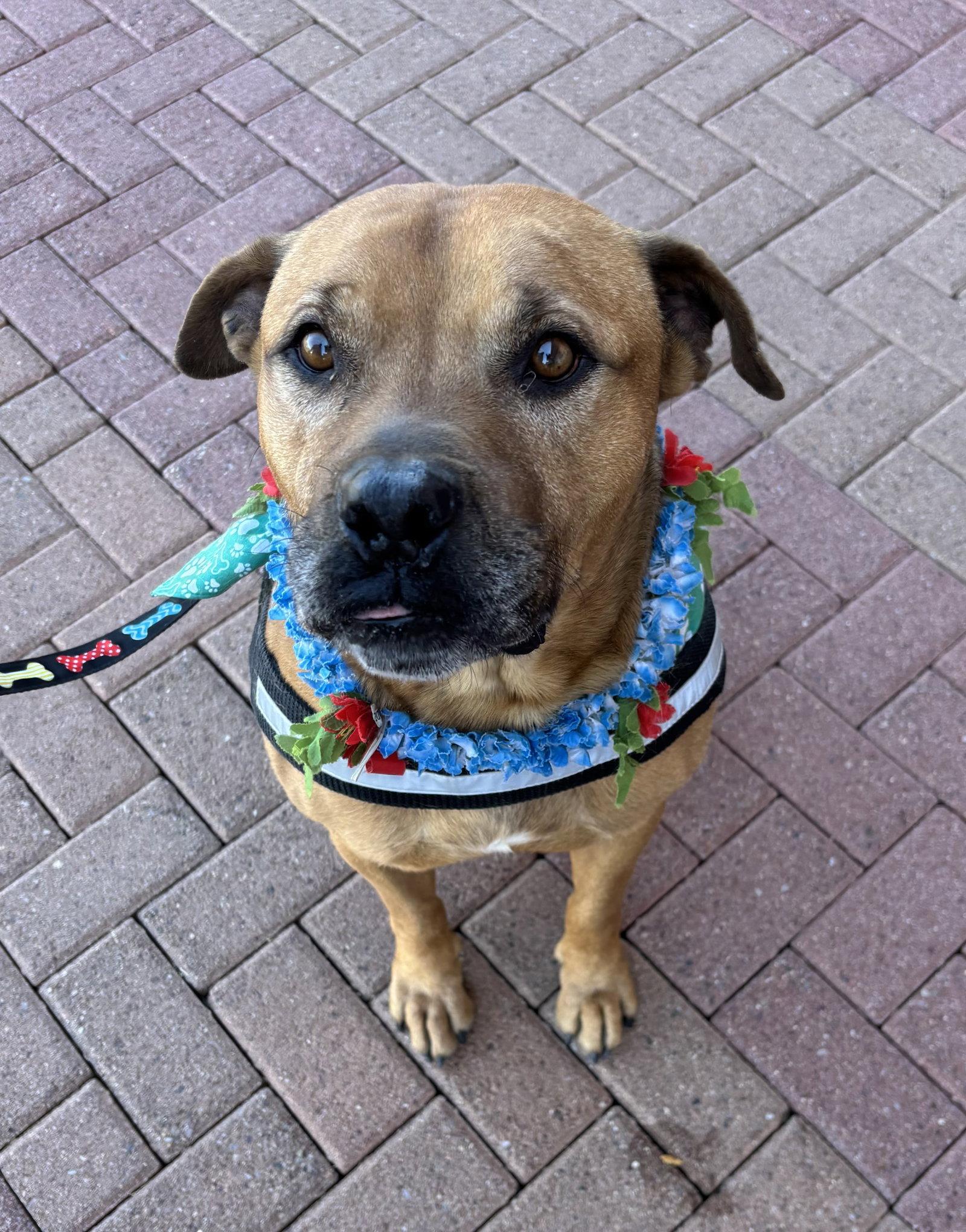 Enlarge Champ, a Adoptable mixed breed in Glendale, AZ image 1/3