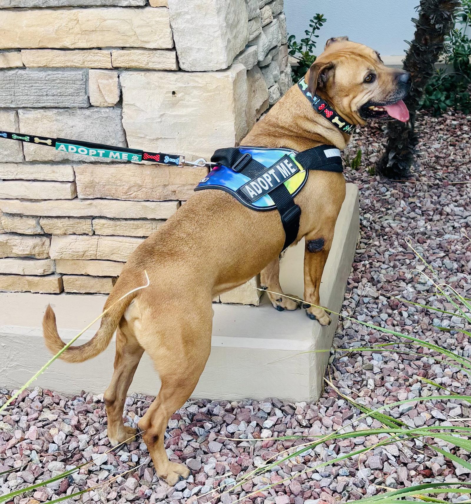 Enlarge Champ the family dog!, a Adoptable mixed breed in Glendale, AZ image 2/3