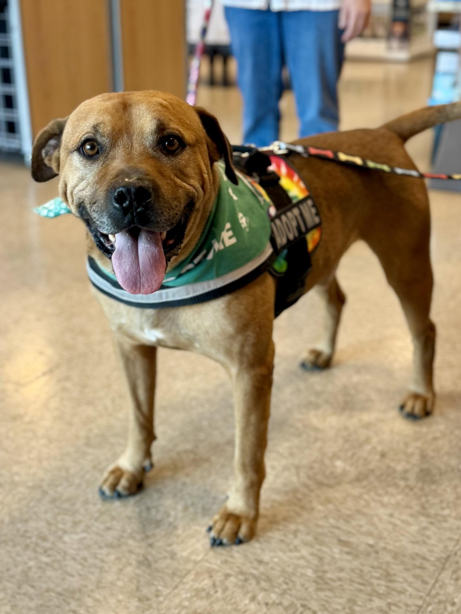 Champ, Adoptable, Adult Male American Staffordshire Terrier & American Bulldog.