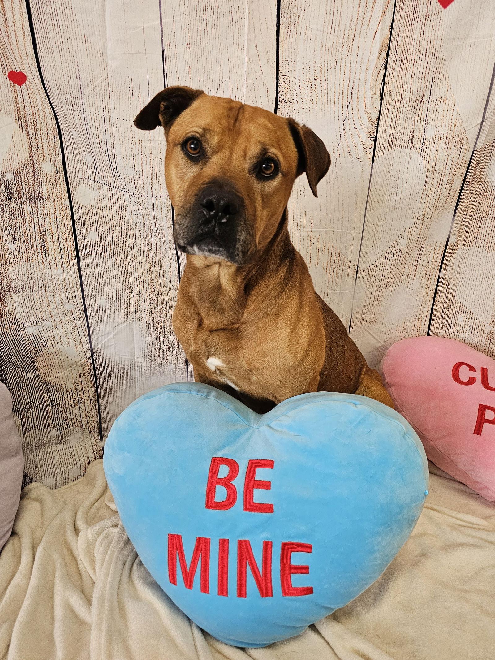 Enlarge Champ, a Adoptable mixed breed in Glendale, AZ image 2/3