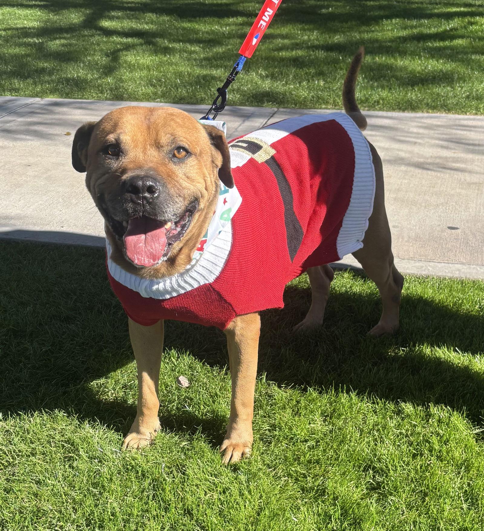 Champ, a Adoptable mixed breed in Glendale, AZ image 1/3