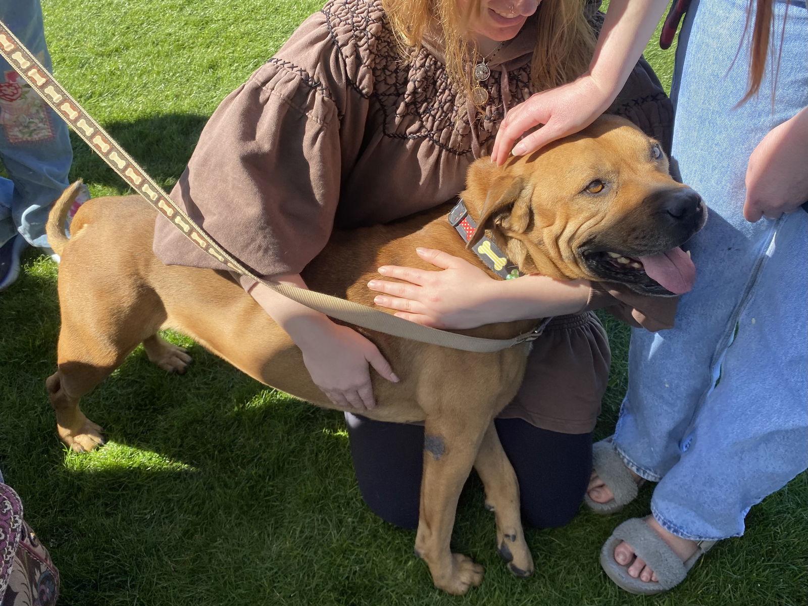 Enlarge Champ, a Adoptable mixed breed in Glendale, AZ image 3/3