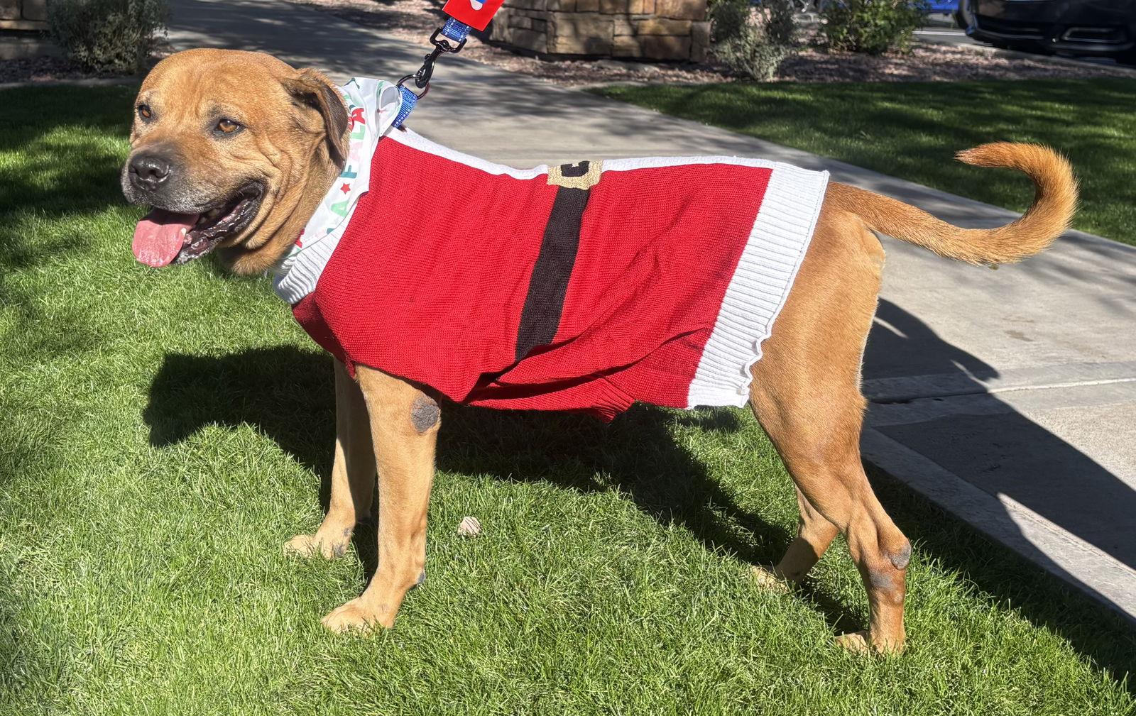 Champ, a Adoptable mixed breed in Glendale, AZ image 2/3