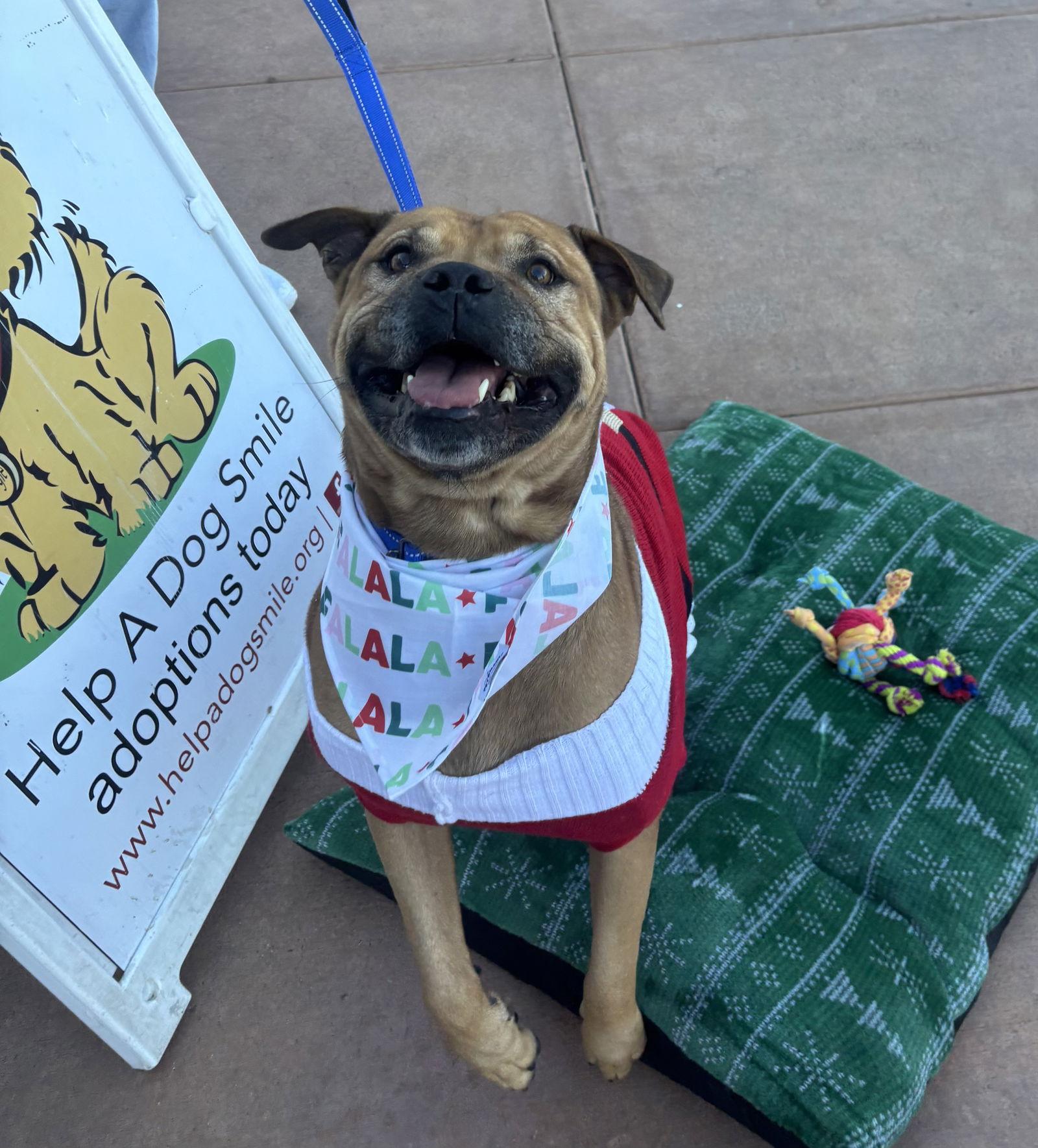 Champ, a Adoptable mixed breed in Glendale, AZ image 3/3