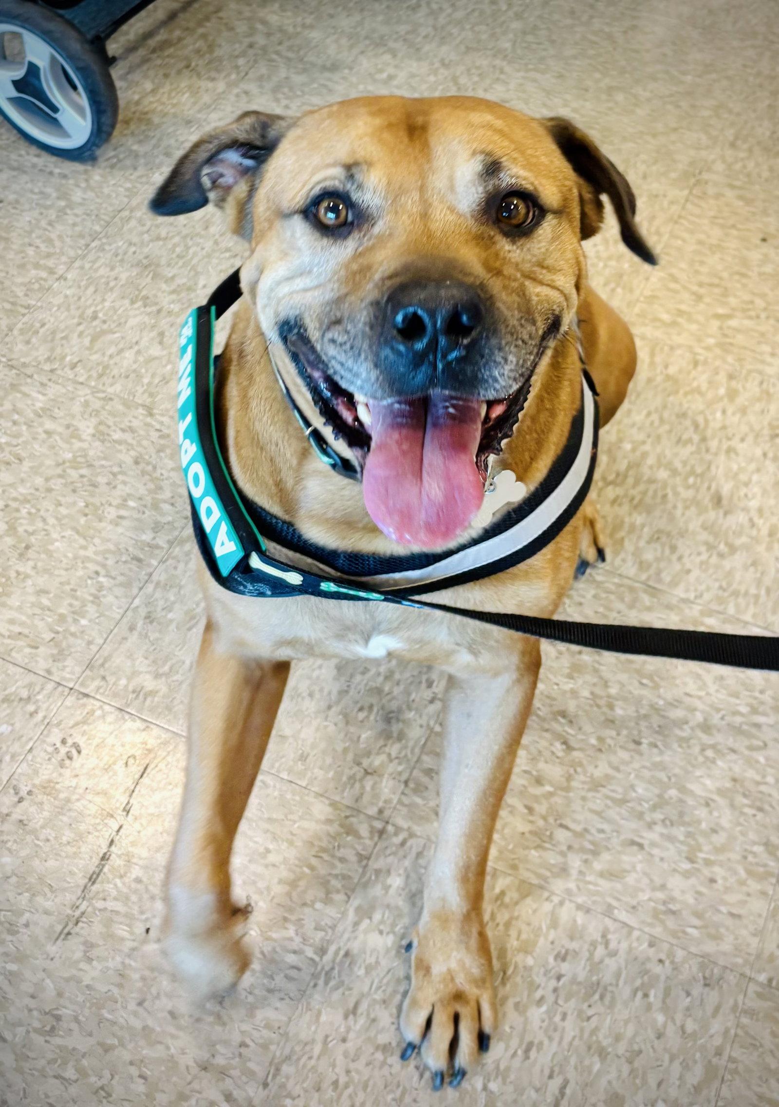 Enlarge Champ the family dog!, a Adoptable mixed breed in Glendale, AZ image 3/3