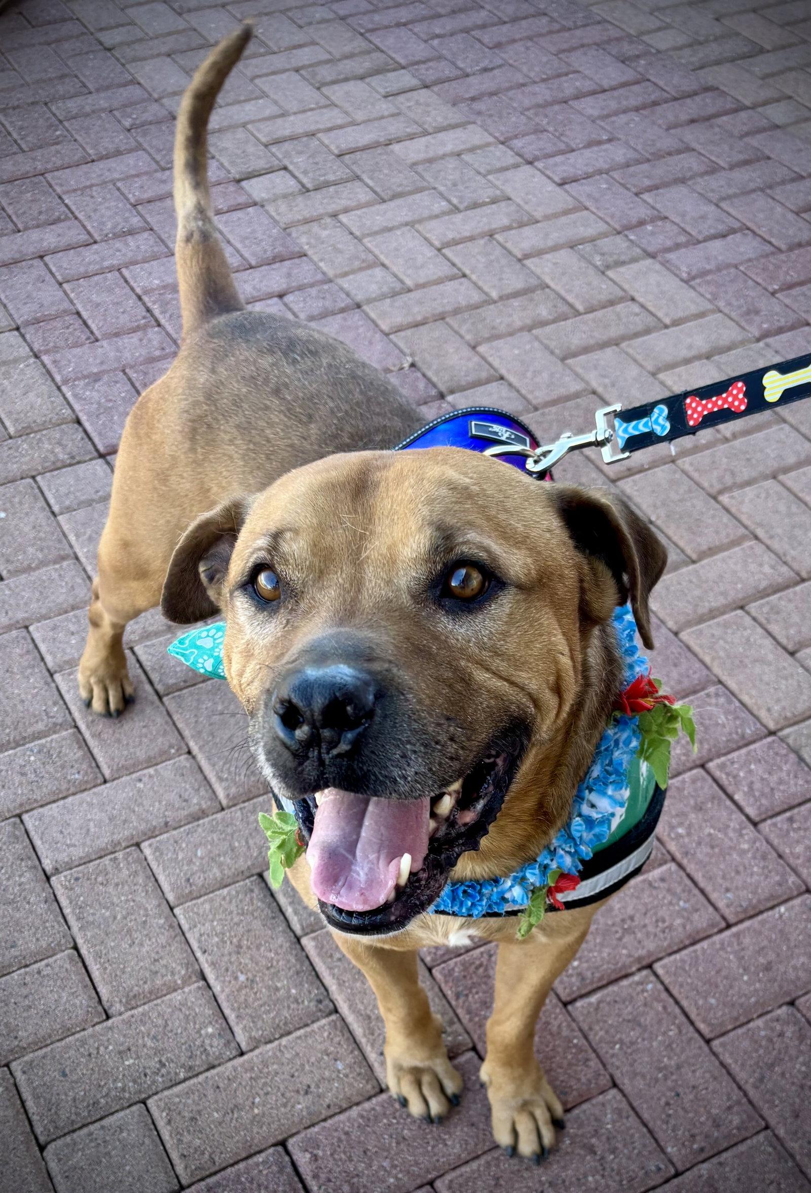 Enlarge Champ, a Adoptable mixed breed in Glendale, AZ image 3/3