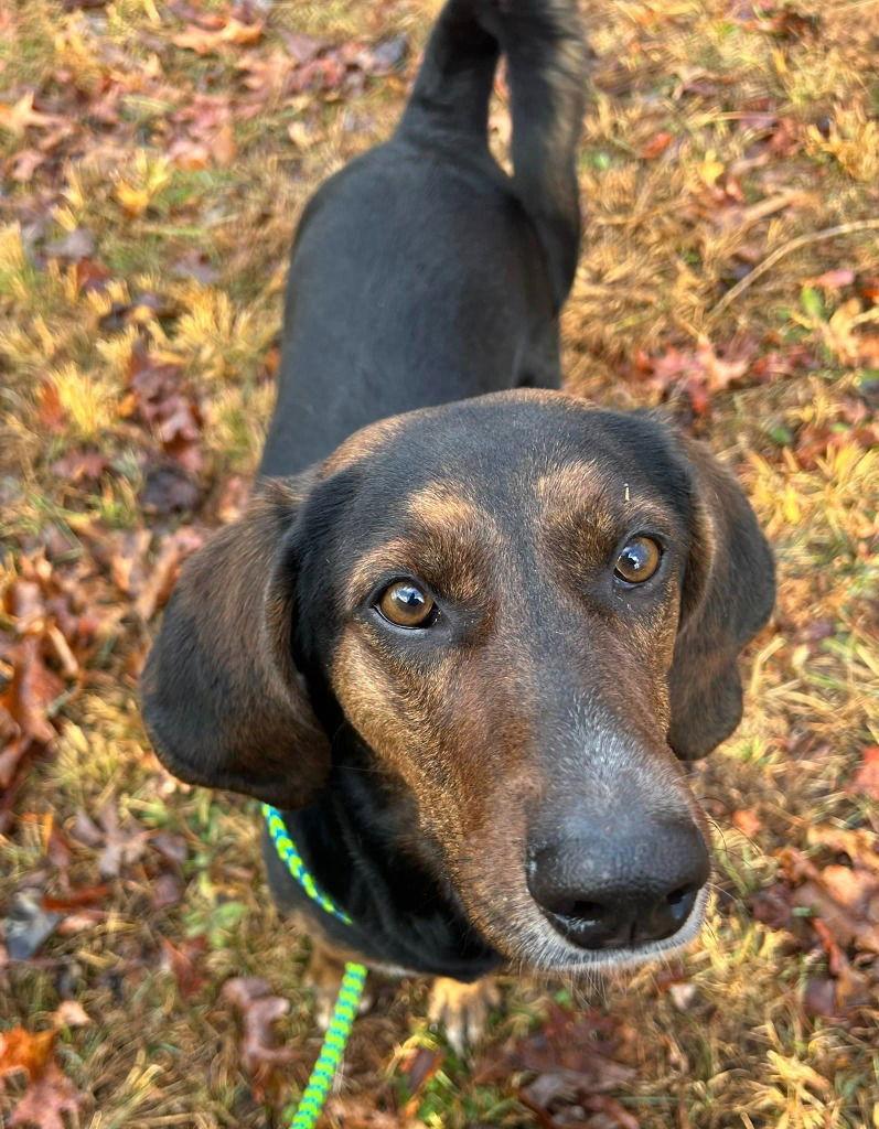 Poppy, a Adoptable Plott Hound in Lovingston, VA image 1/3