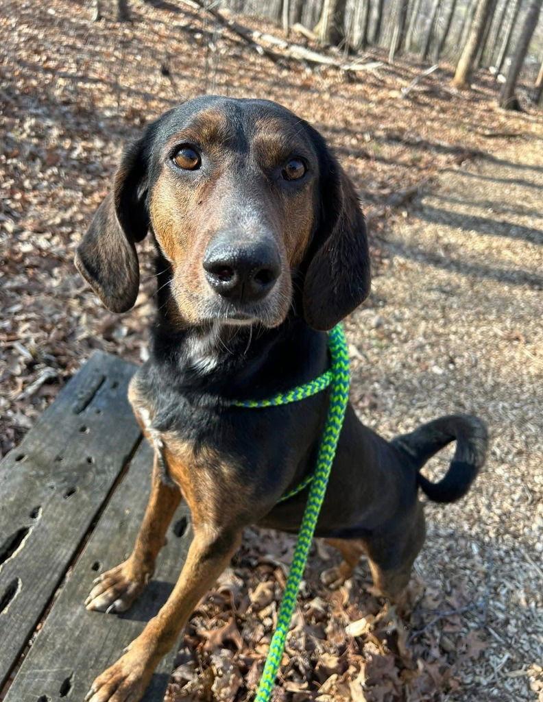 Poppy, a Adoptable Plott Hound in Lovingston, VA image 2/3