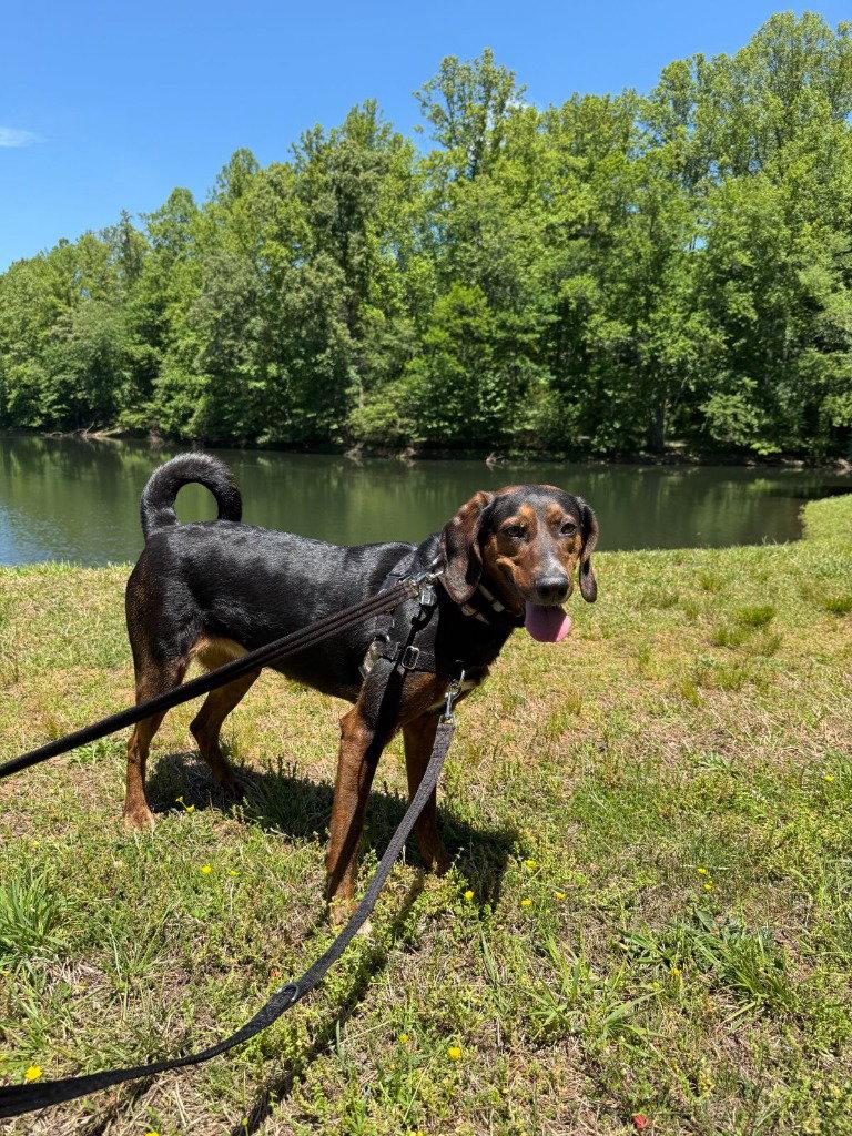 Poppy, Adoptable, Adult Female Plott Hound.