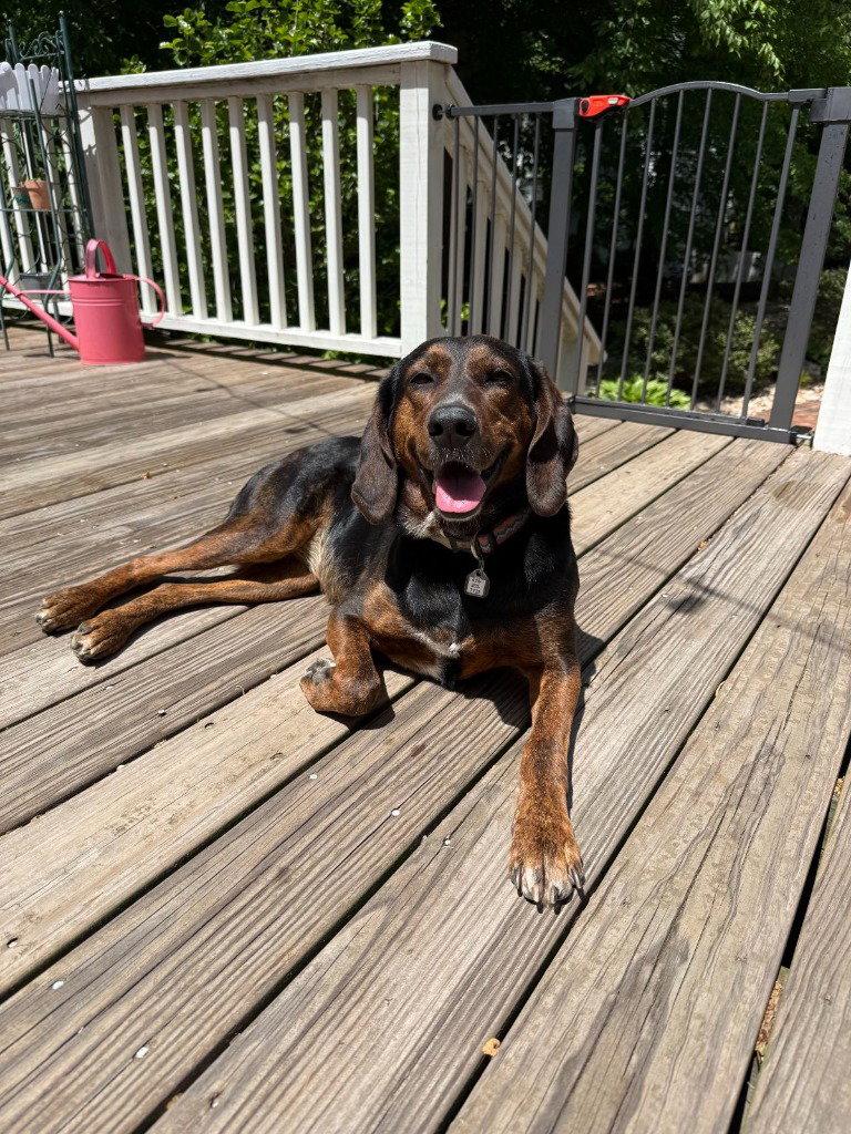 Poppy, a Adoptable Plott Hound in Lovingston, VA image 2/3