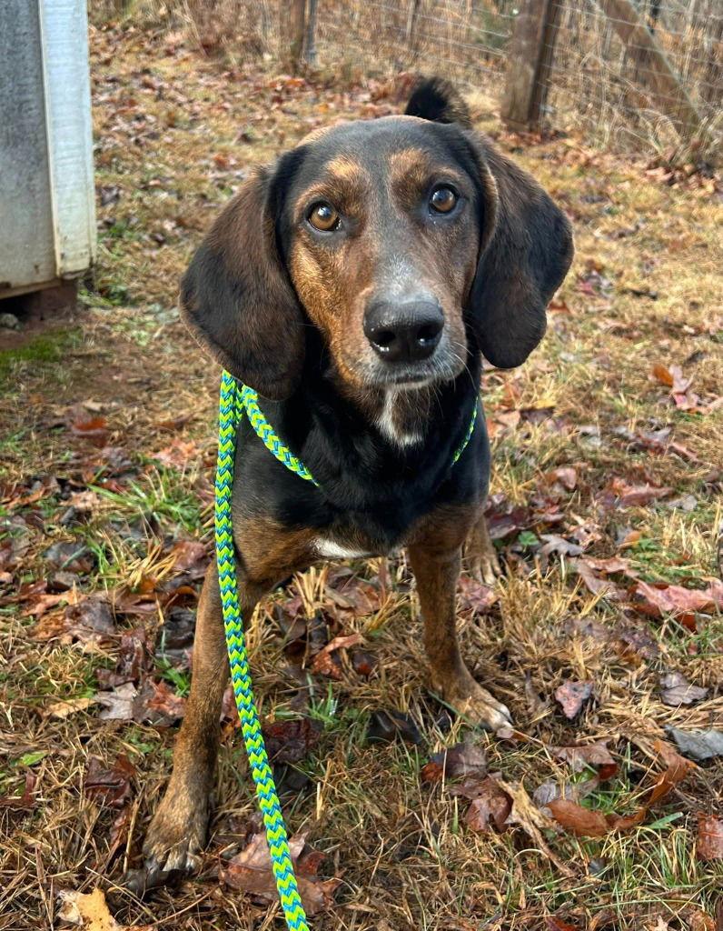 Enlarge Poppy, a Adoptable Plott Hound in Lovingston, VA image 2/3