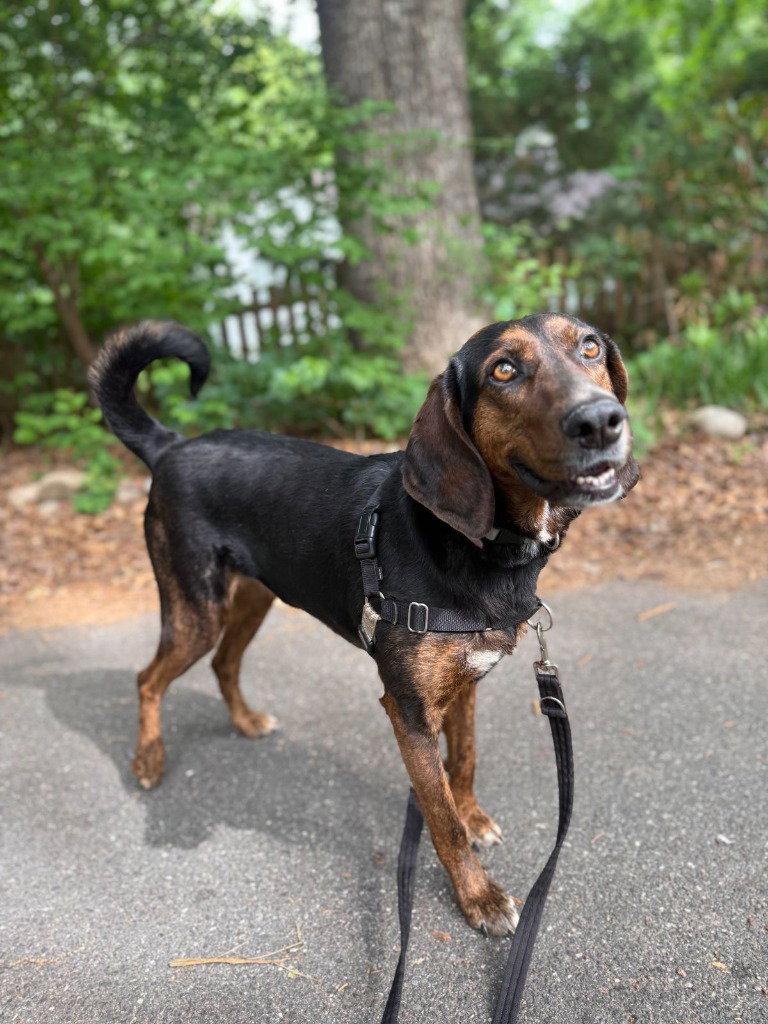 Poppy, a Adoptable Plott Hound in Lovingston, VA image 3/3