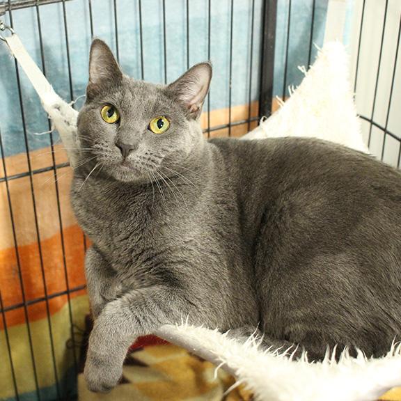 Enlarge Isabella, a ADOPTABLE mixed breed in Overland Park, KS image 2/3