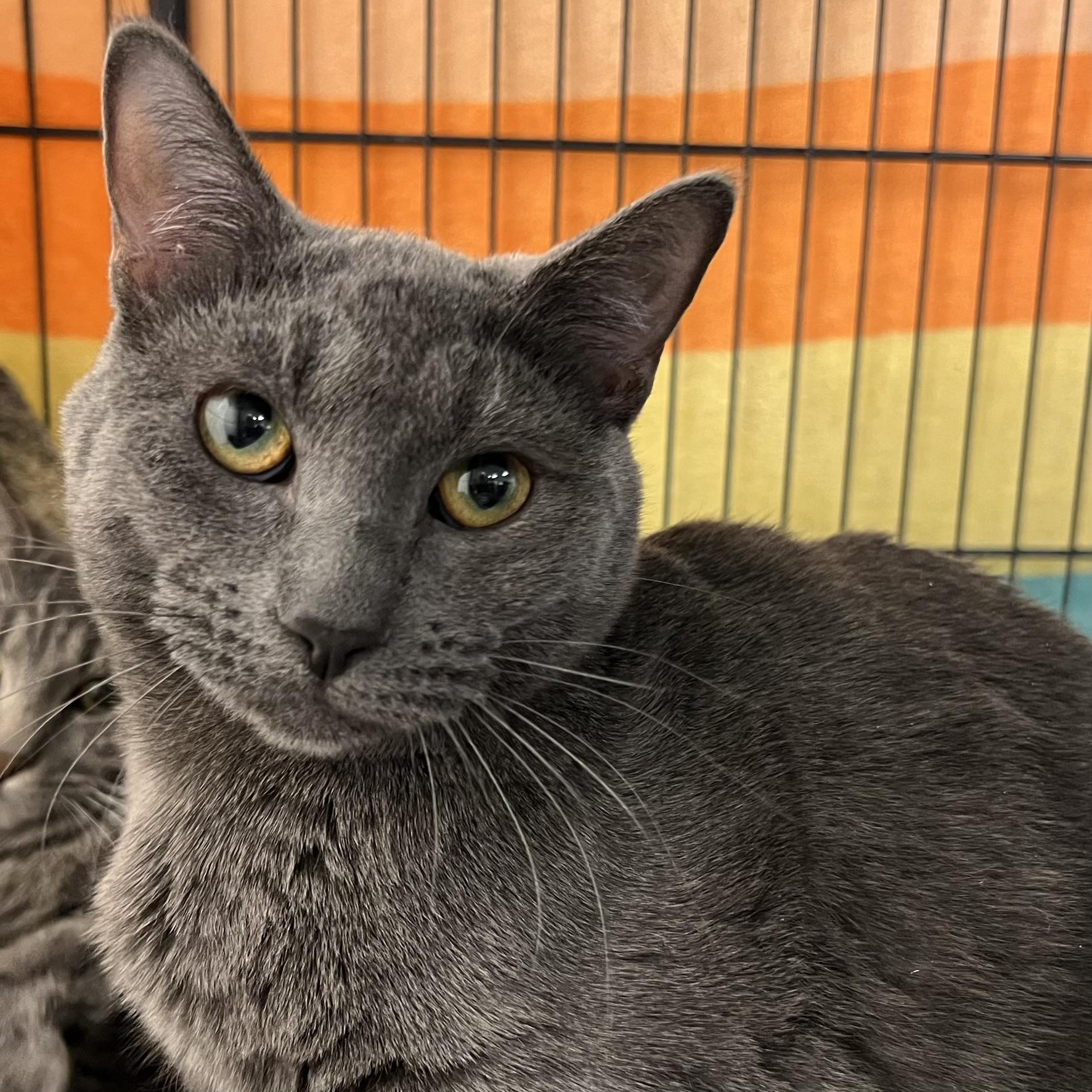 Isabella, ADOPTABLE, Kitten Female Russian Blue.