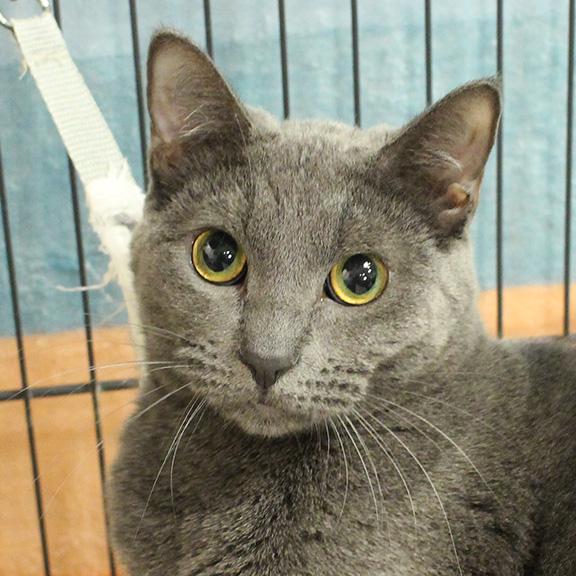 Enlarge Isabella, a ADOPTABLE mixed breed in Overland Park, KS image 1/3