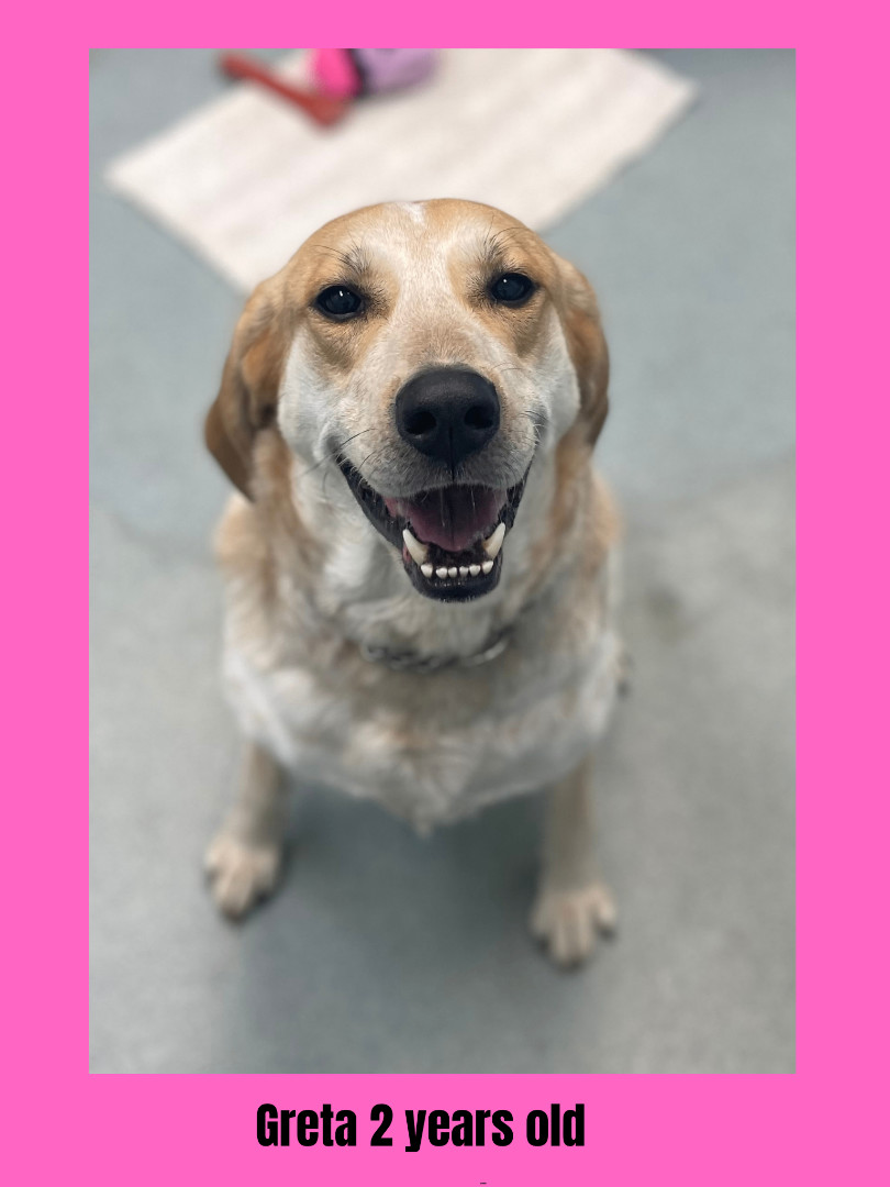 Dog for adoption Greta, a Mixed Breed in Ravenna, OH Petfinder