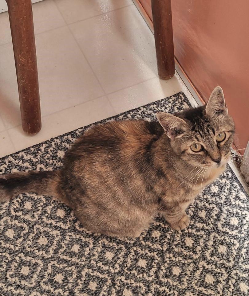 Lizzie, Adoptable, Adult Female Domestic Short Hair.