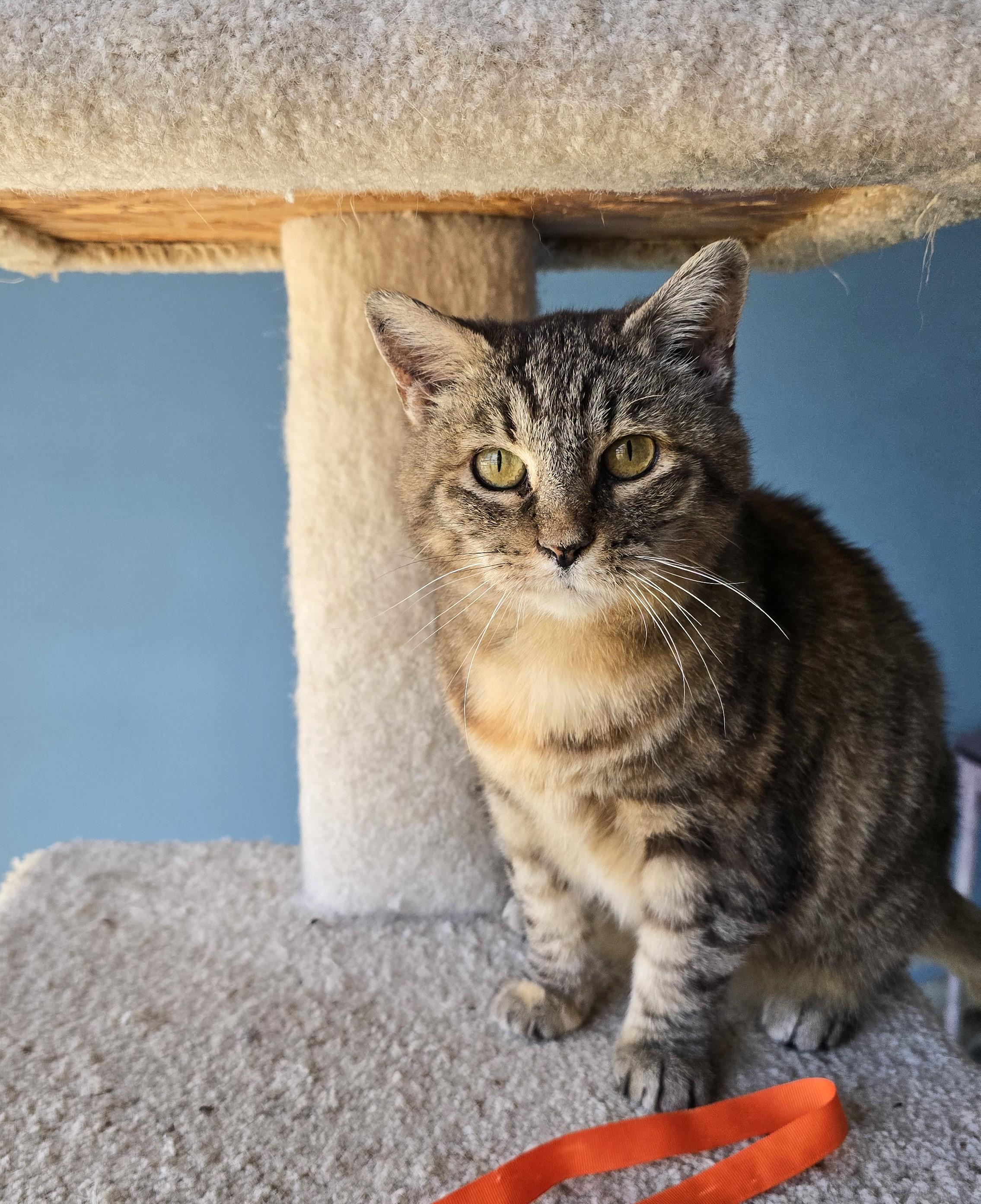 Lizzie, a Adoptable Domestic Short Hair in Wilmington, NC image 2/2