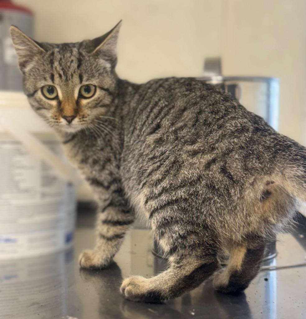 JoLee, Adoptable, Young Female Domestic Short Hair.