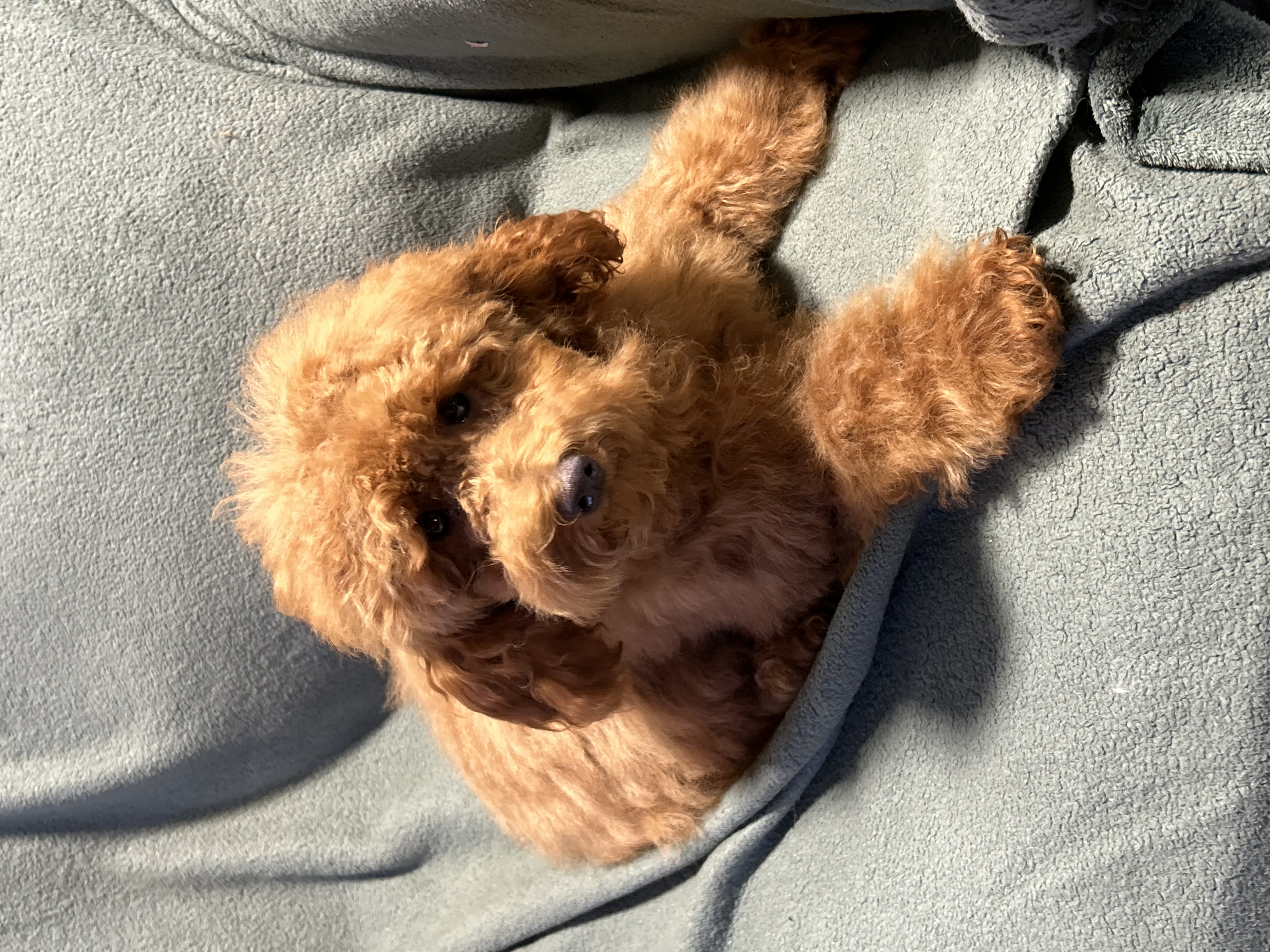 Dog for adoption Mini Lyle great with kids, a Goldendoodle