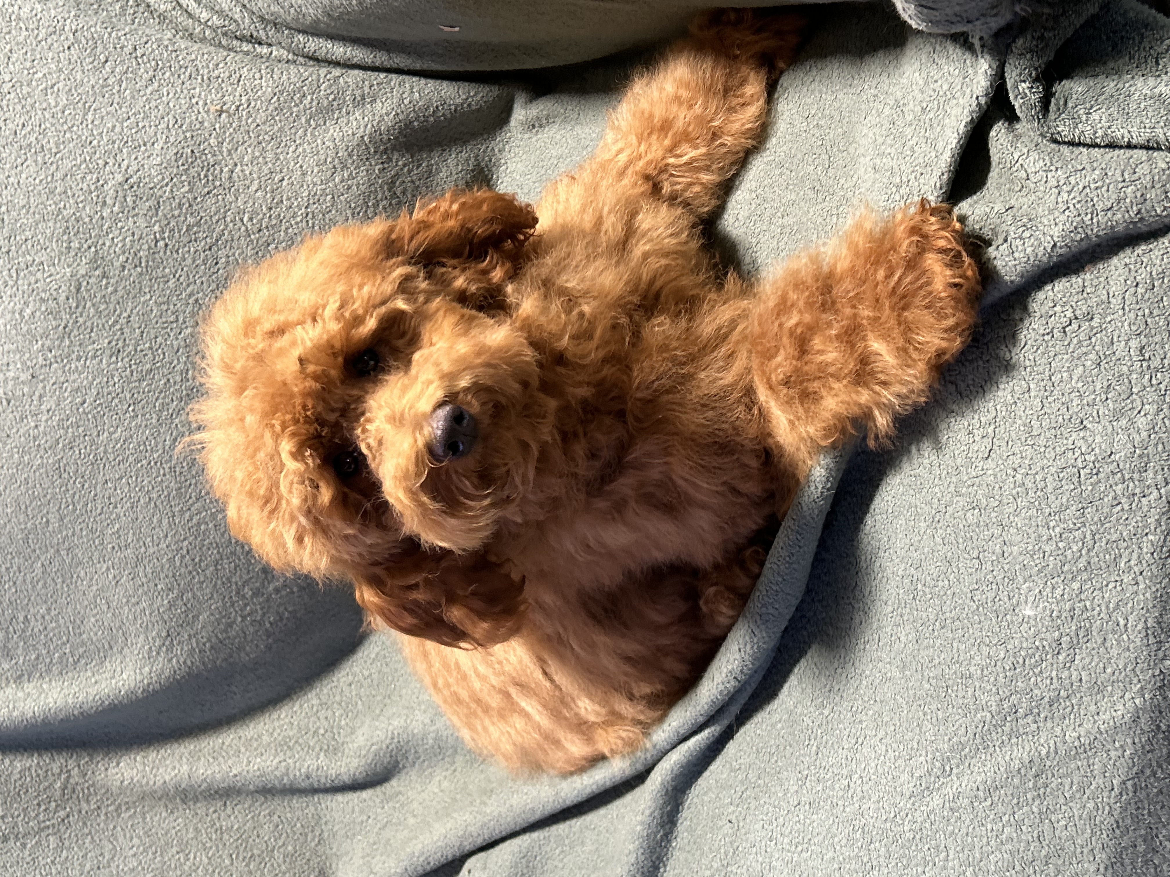 Dog for adoption Mini Lyle great with kids, a Goldendoodle