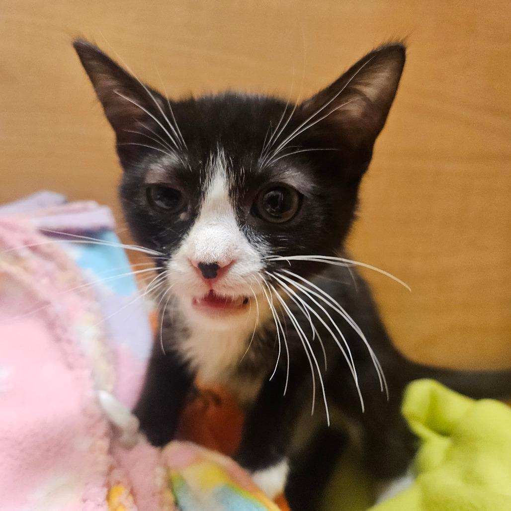 Enlarge Isosceles, a Adoptable Domestic Short Hair in Grantsville, UT image 1/1