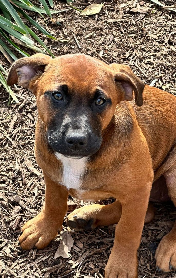 Enlarge Houdini, a Adopted mixed breed in Corsicana, TX image 1/2