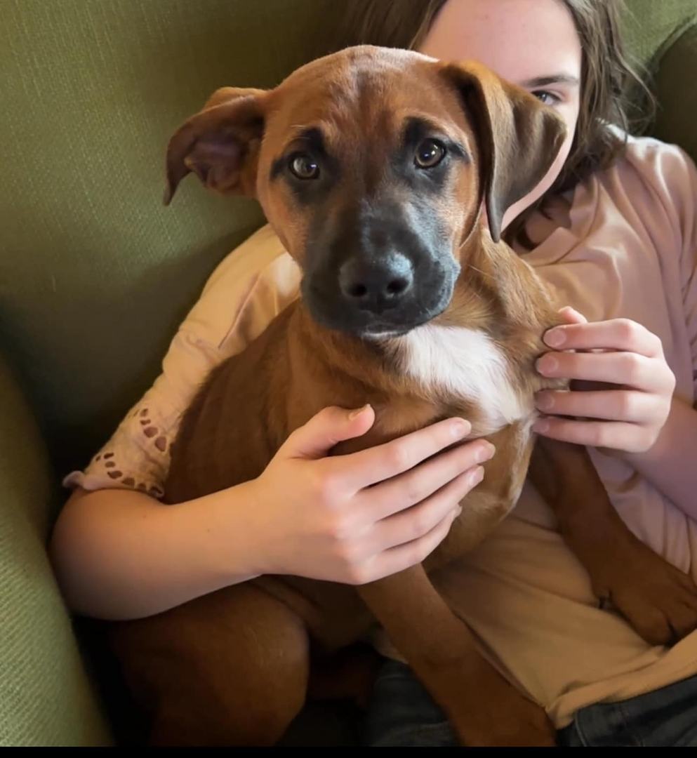 Enlarge Houdini, a Adopted mixed breed in Corsicana, TX image 2/2