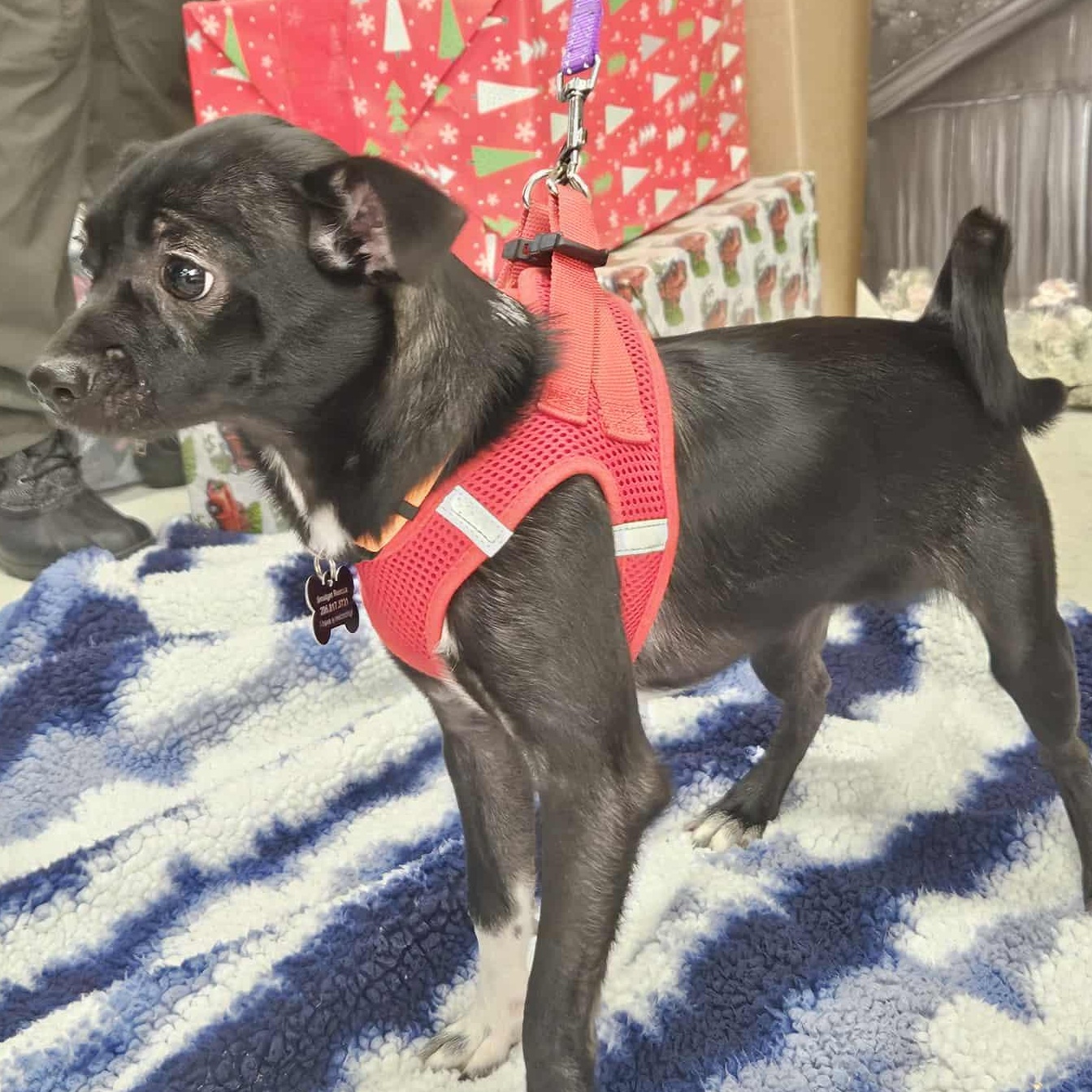 Enlarge Honor, a Adoptable mixed breed in Covington, WA image 2/6