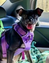 Enlarge Honor, a Adoptable mixed breed in Covington, WA image 3/6