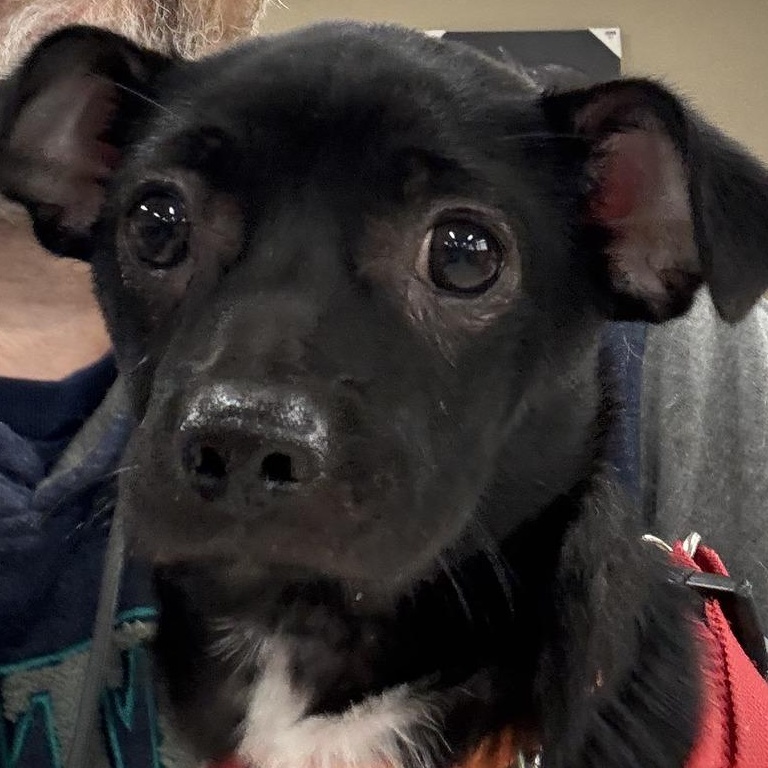 Honor, Adoptable, Young Male Chihuahua & Beagle.