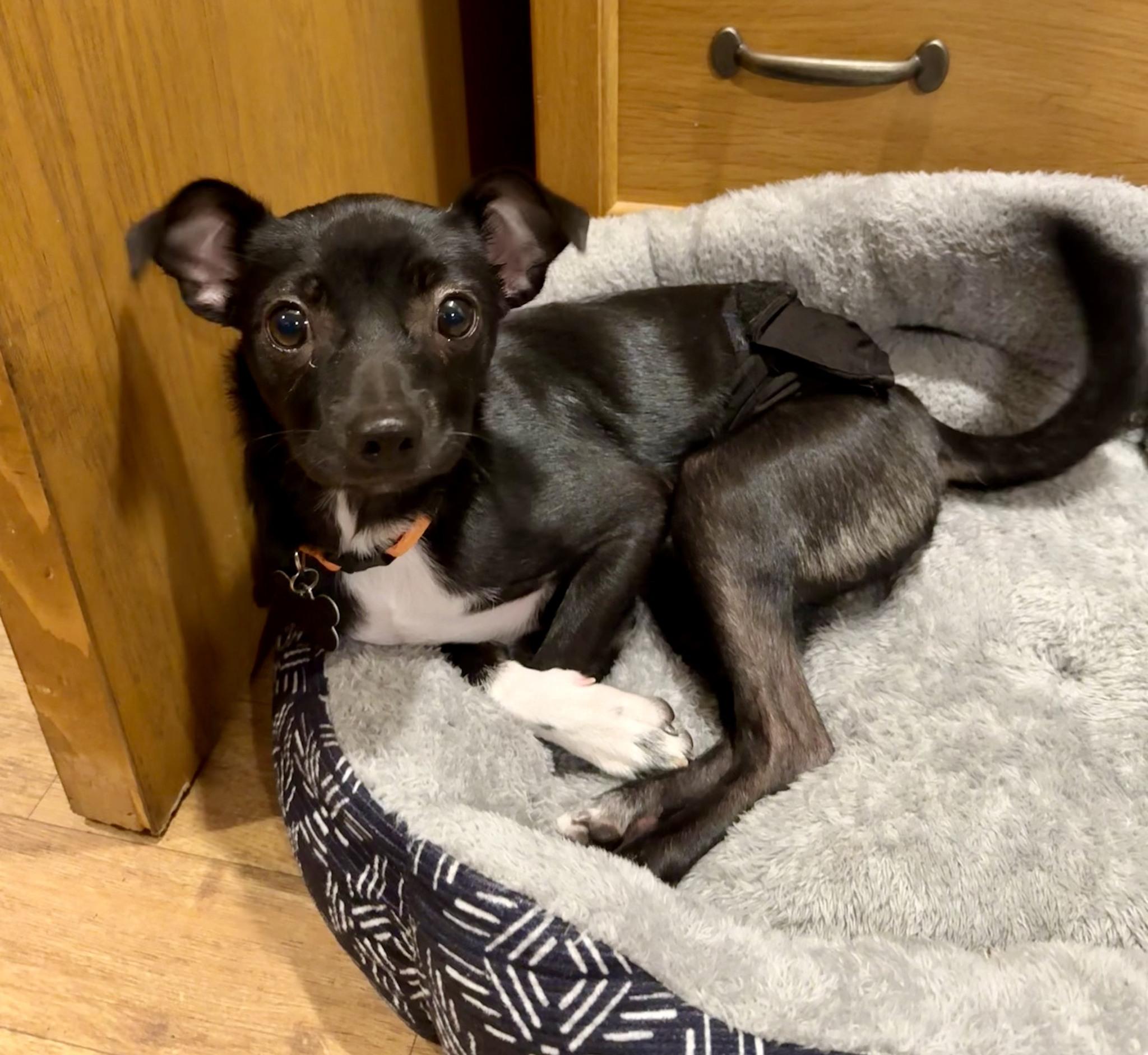 Enlarge Honor, a Adoptable mixed breed in Covington, WA image 5/6