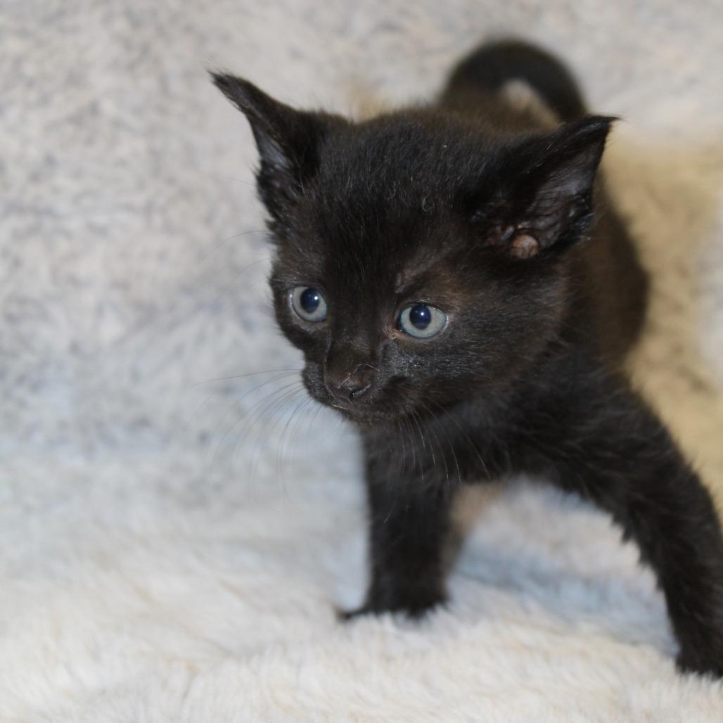 Enlarge Chamomile, a Adoptable Domestic Medium Hair in Auburn, AL image 1/4
