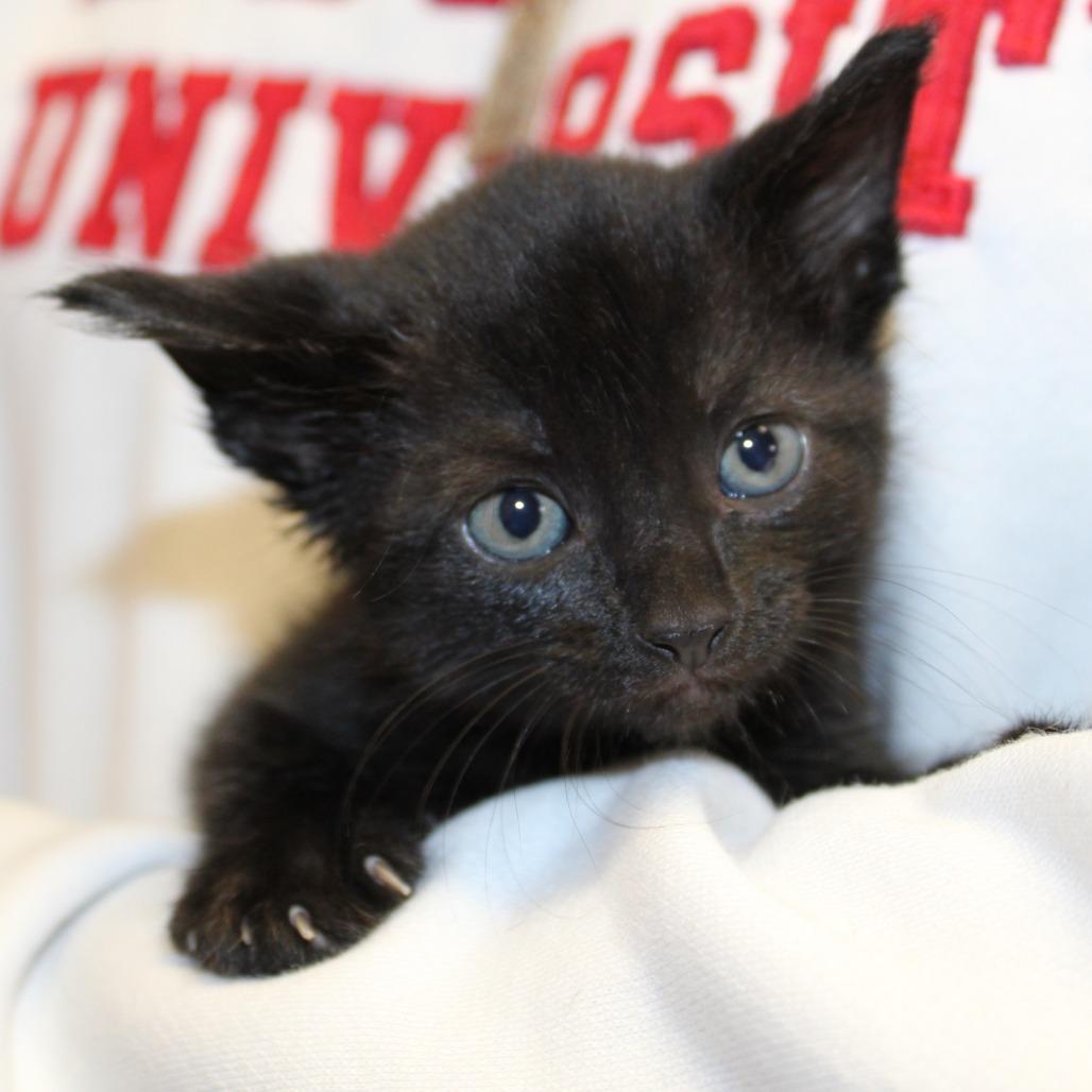 Enlarge Chamomile, a Adoptable Domestic Medium Hair in Auburn, AL image 2/4