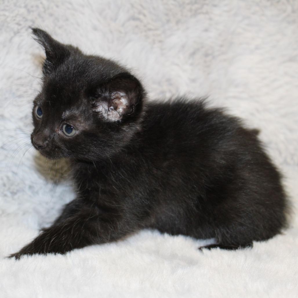 Enlarge Chamomile, a Adoptable Domestic Medium Hair in Auburn, AL image 3/4