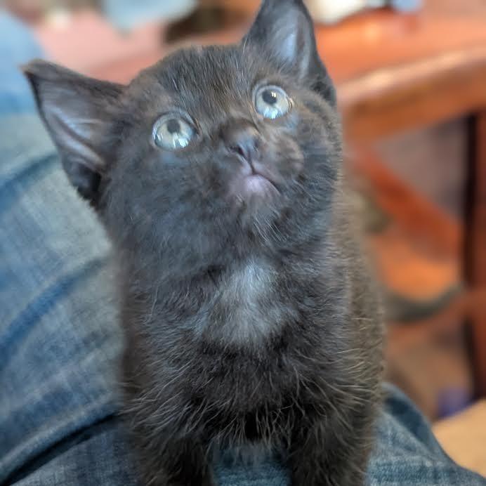 Enlarge Chamomile, a Adoptable Domestic Medium Hair in Auburn, AL image 4/4