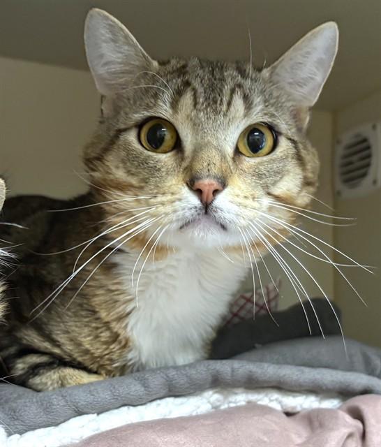 Enlarge CHARLIE, a Adoptable Domestic Short Hair in Dedham, MA image 1/1
