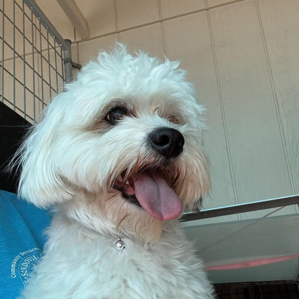 Stoney, Adoptable, Adult Male Bichon Frise.
