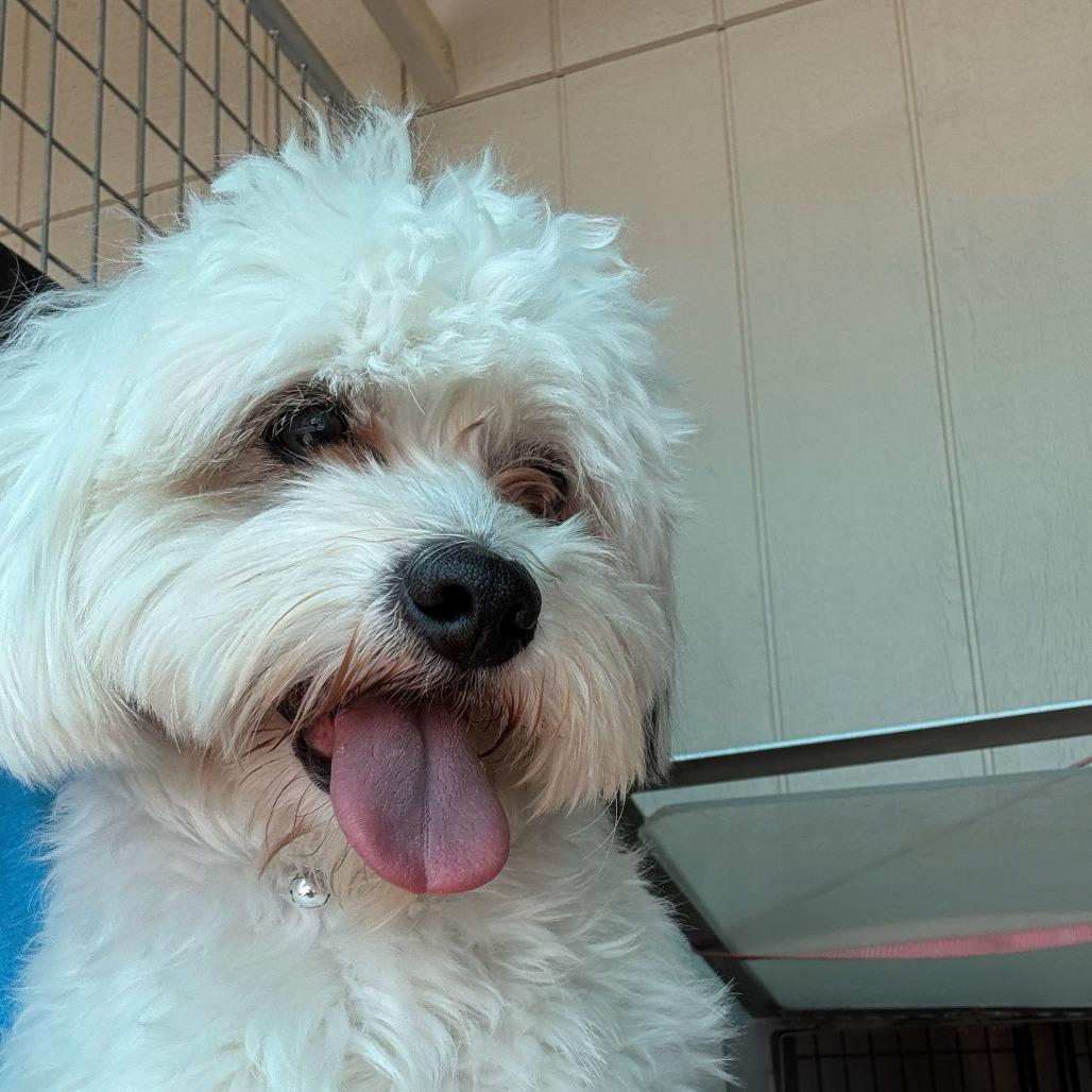 Stoney, a Adoptable Bichon Frise in Bernalillo, NM image 2/3