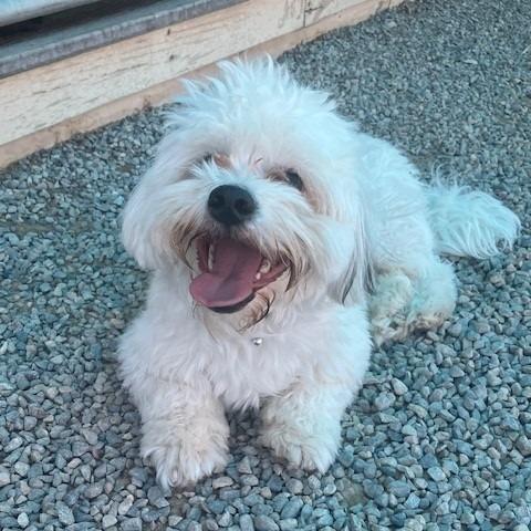 Stoney, a Adoptable Bichon Frise in Bernalillo, NM image 3/3