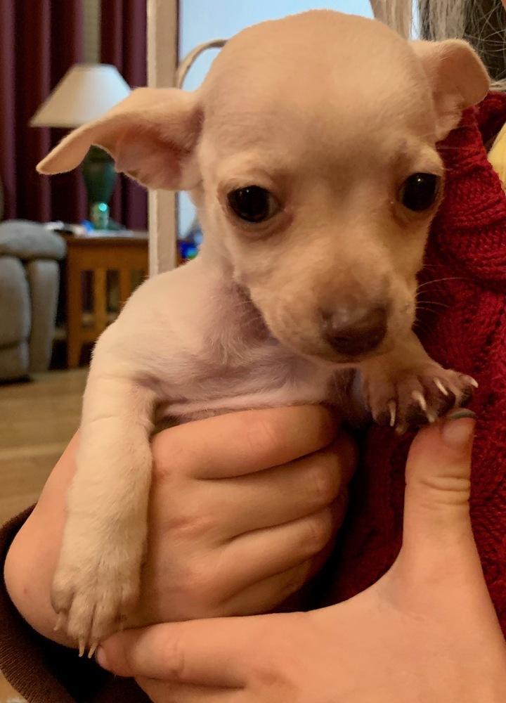 Enlarge Sneezy, a Adopted mixed breed in Windsor, CA image 1/1