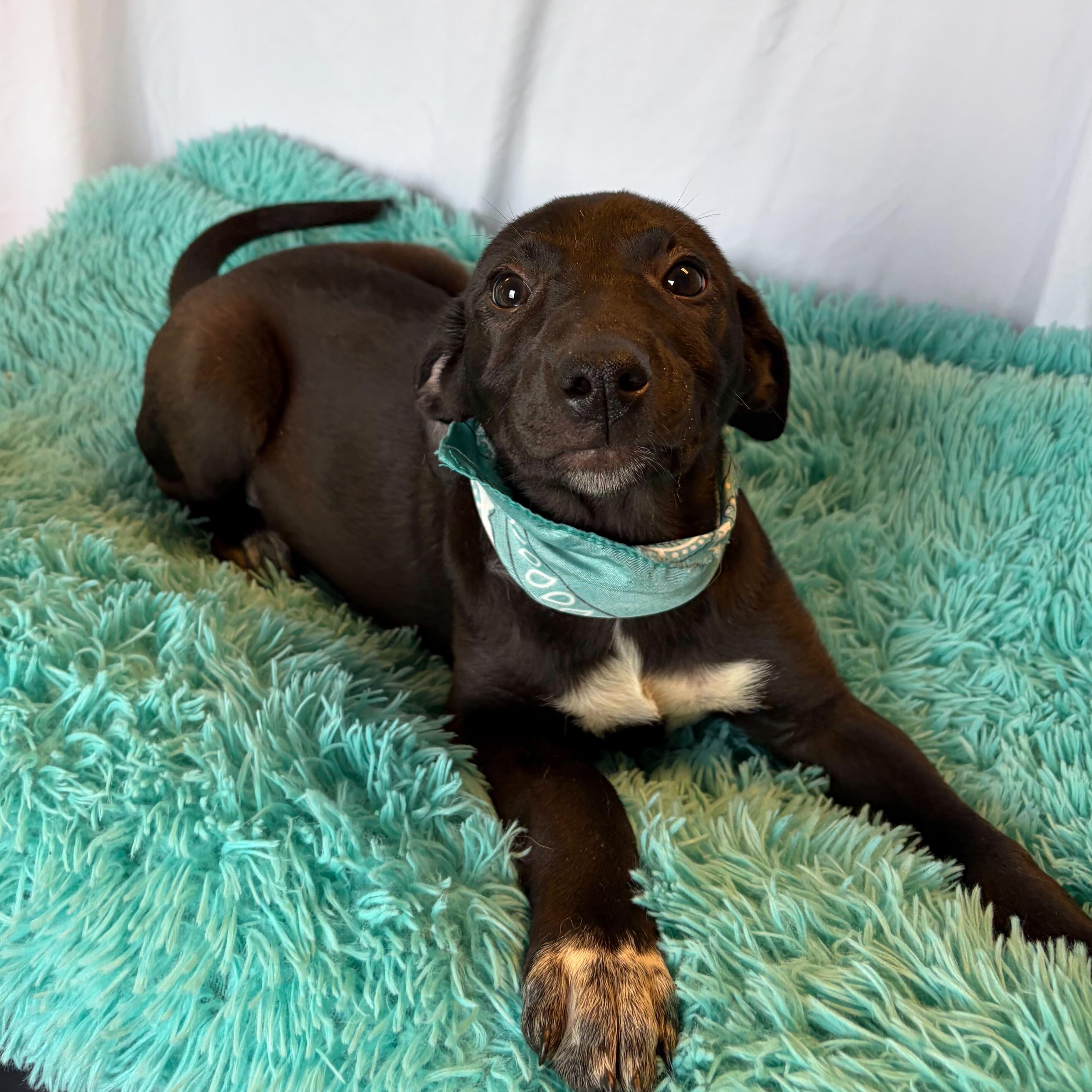 Monarch, adopted, Puppy Female Mixed Breed.