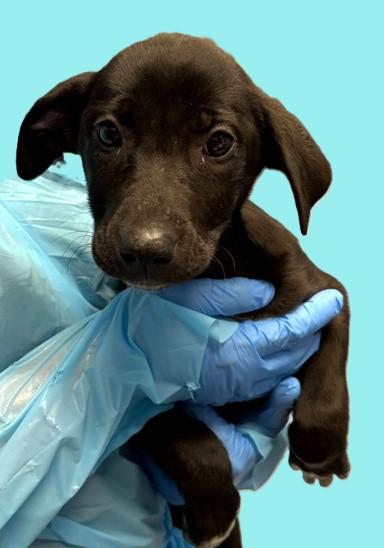 Enlarge Monarch, an adopted Mixed Breed in Canal Winchester, OH image 2/2