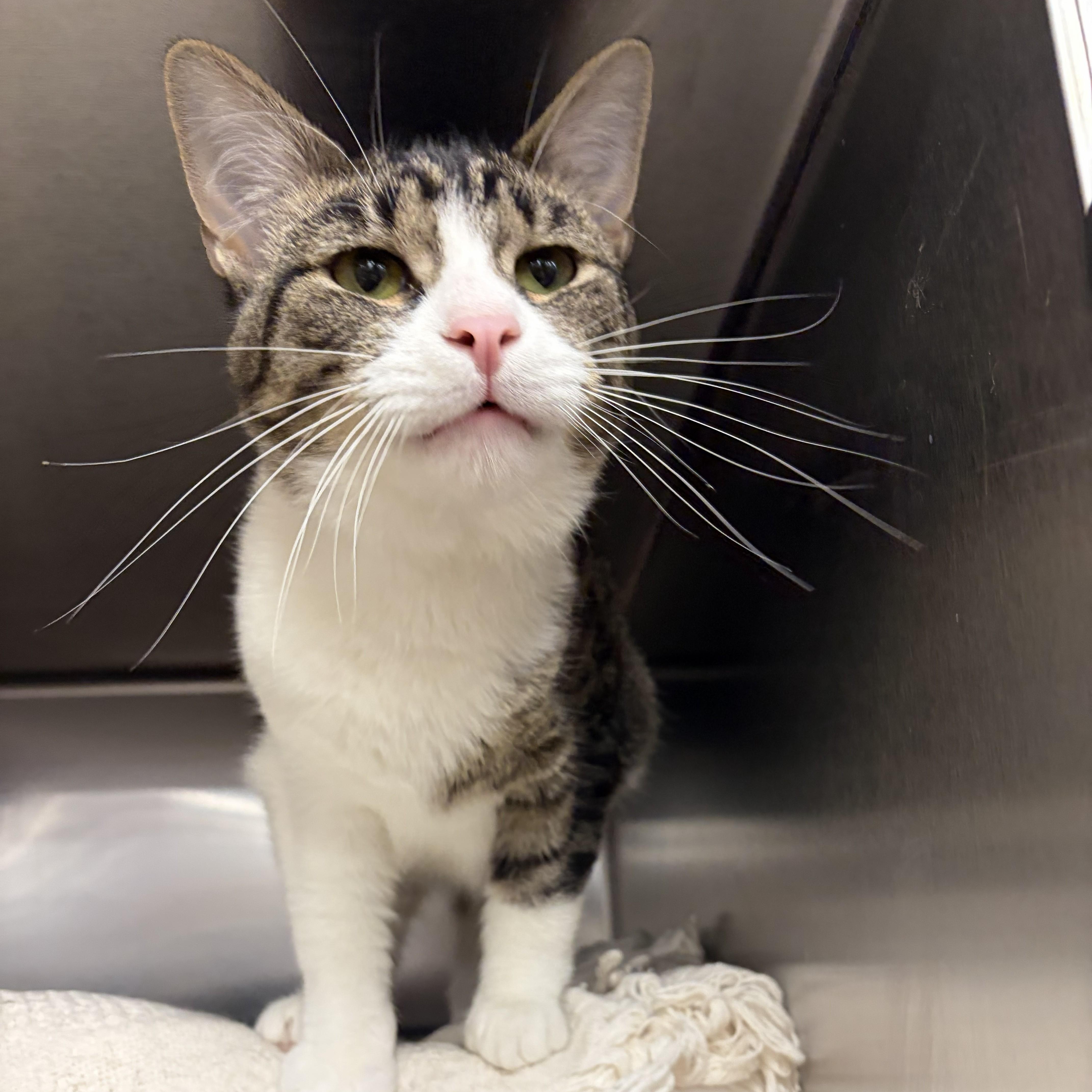 Enlarge Butler, an adoptable Domestic Short Hair in Royal Oak, MI image 4/5
