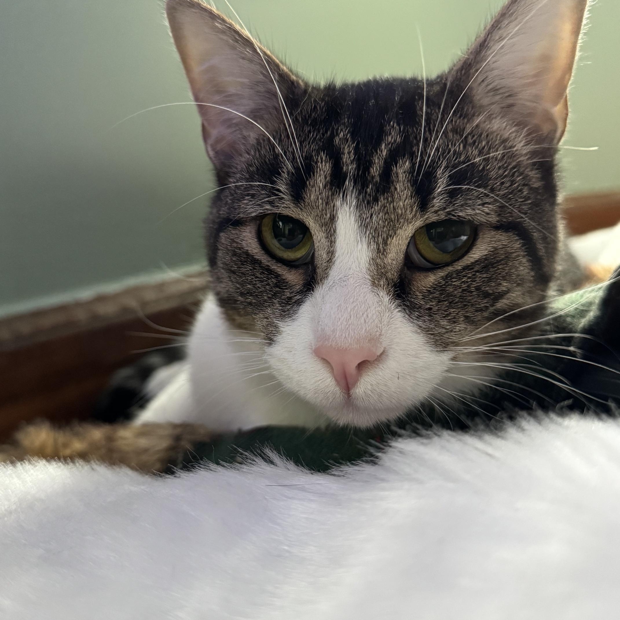 Enlarge Butler, an adoptable Domestic Short Hair in Royal Oak, MI image 3/5