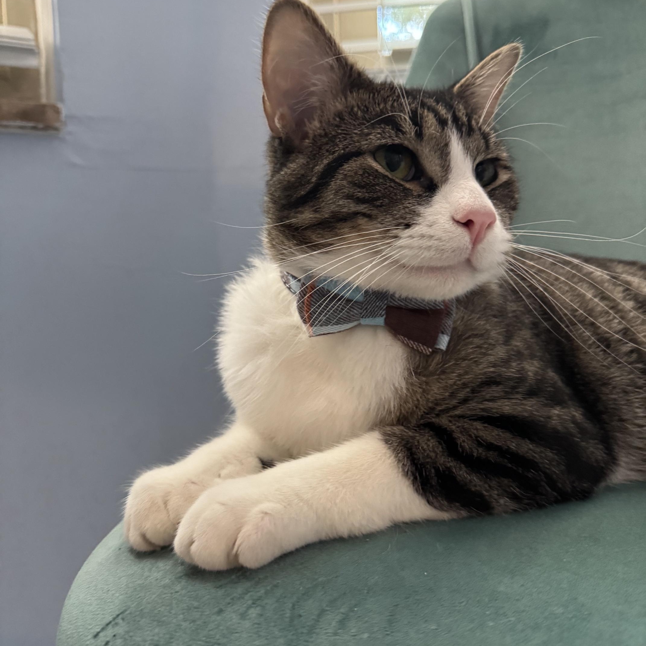Butler, adoptable, Young Male Domestic Short Hair.
