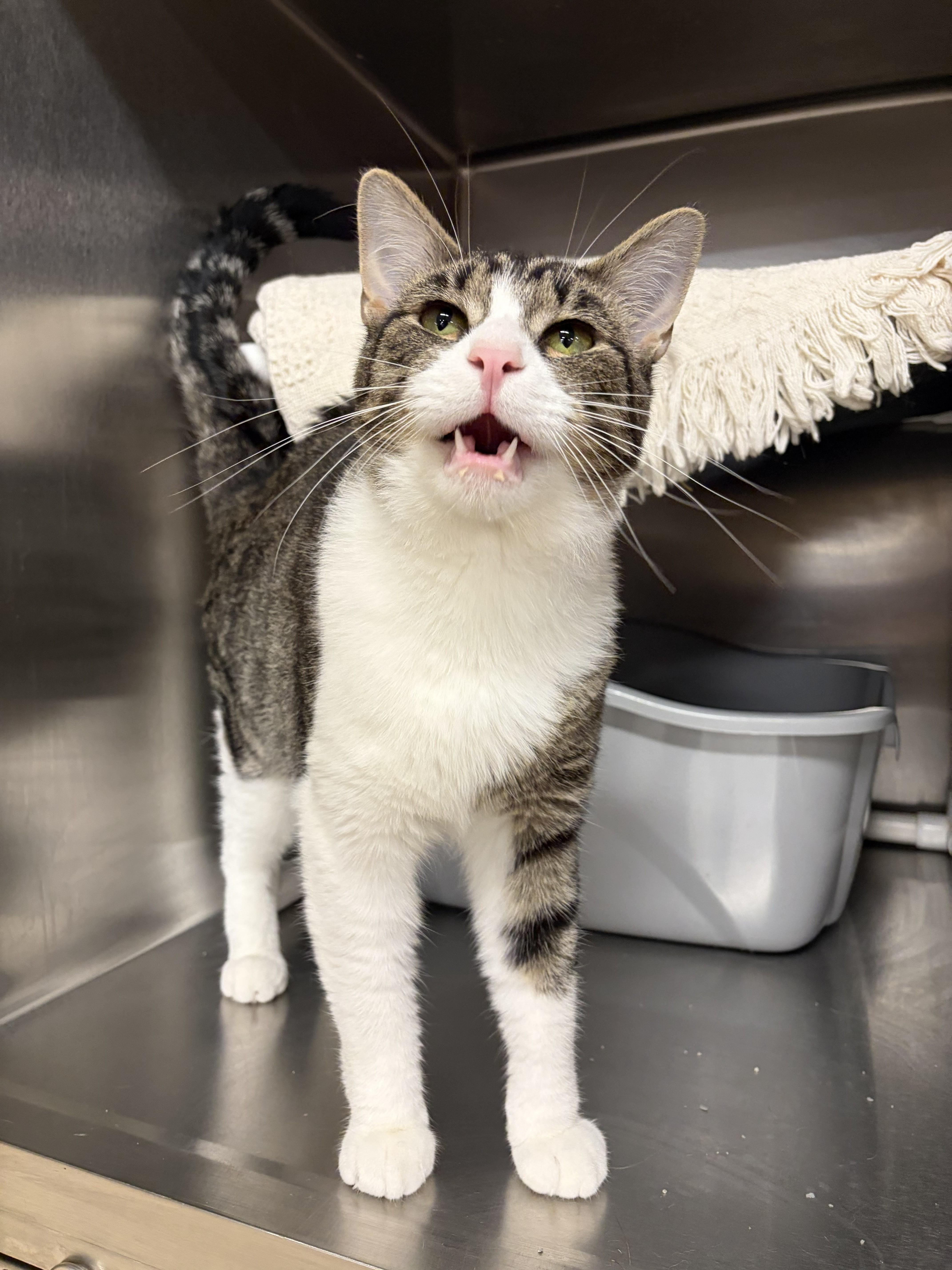 Enlarge Butler, an adoptable Domestic Short Hair in Royal Oak, MI image 2/5